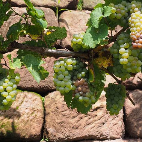 Plantas mediterráneas para jardines verticales [Top 6]   Blog de Paisajismo