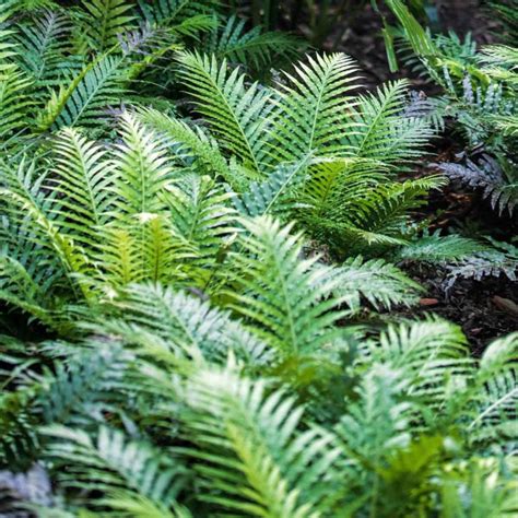 Plantas mediterráneas para jardines verticales [Top 6]   Blog de Paisajismo