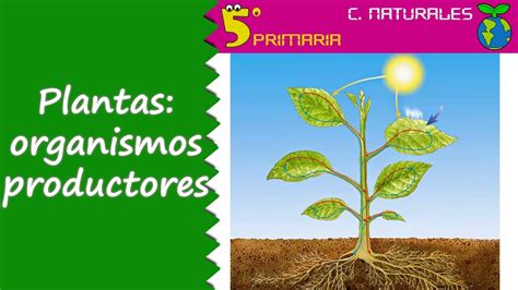 Plantas: organismos productores. 5º Primaria. Tema 6   YouTube