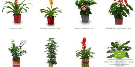 Plantas ornamentales a domicilio de interior y exterior