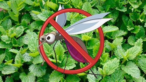 Plantas para ahuyentar los mosquitos – Plantas y Jardines