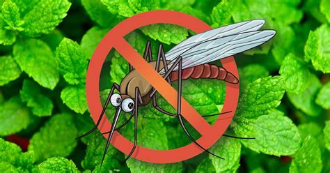 Plantas para alejar mosquitos ¡Súper efectivas! | La Verdad Noticias