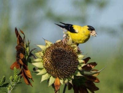 Plantas para alimentar pájaros: cómo cultivar tu propio alpiste – Eljardin