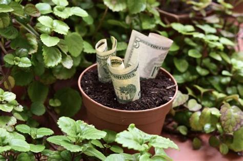 Plantas para atraer dinero   unComo