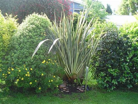 Plantas para cercos, Jardines bonitos, Cercos vivos