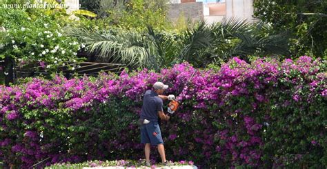 Plantas para cercos verdes   cielaria | Plantas para cercos, Cercos ...