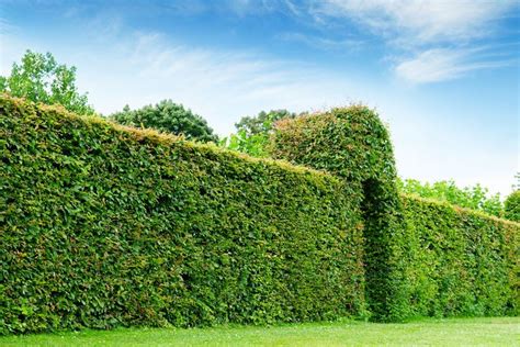 Plantas para Cercos Verdes | Plantas para cercos, Arbustos para cercos ...