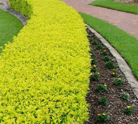 Plantas para cercos verdes | Plantas para cercos, Duranta, Arbustos