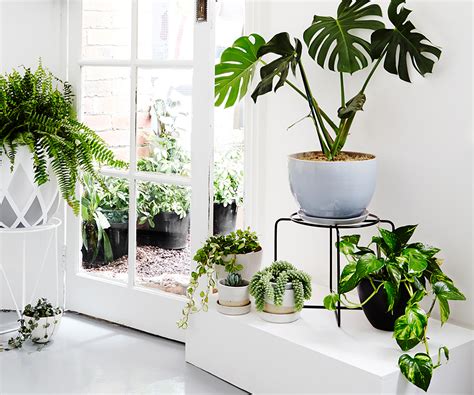 Plantas para decorar ambientes internos • BLOG • ESCUDERO & CO