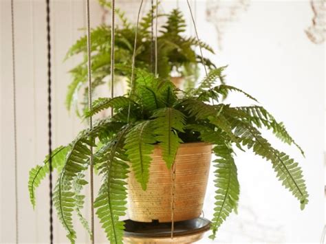 plantas para decorar el hogar con poca luz natural