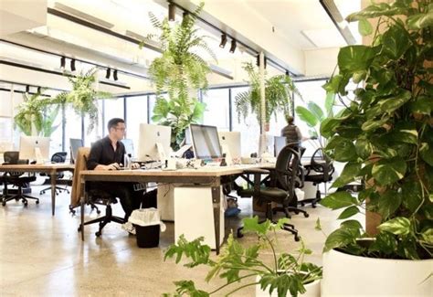 Plantas para decorar una oficina y darle un aire más feng shui
