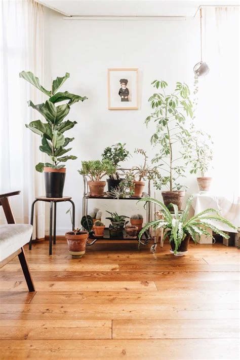Plantas para Dentro de Casa: Principais Espécies Para Escolher