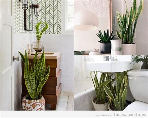 Plantas para el baño: las que mejor crecen y absorben la humedad | Tu ...