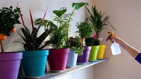 Plantas Para Ficar Dentro de Casa | Flores   Cultura Mix