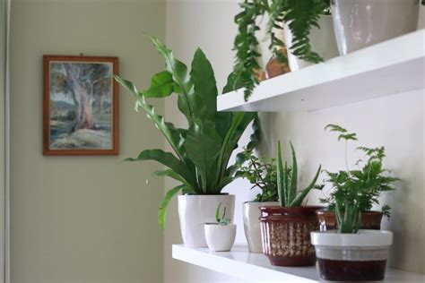 Plantas Para Ficar Dentro de Casa | Flores   Cultura Mix