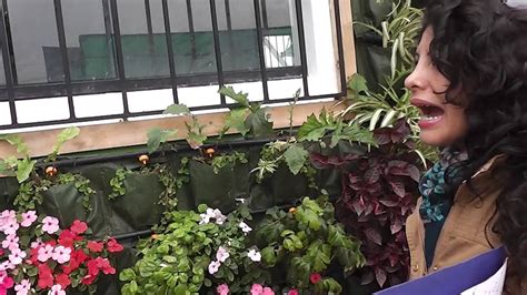 plantas para jardin vertical exterior   YouTube