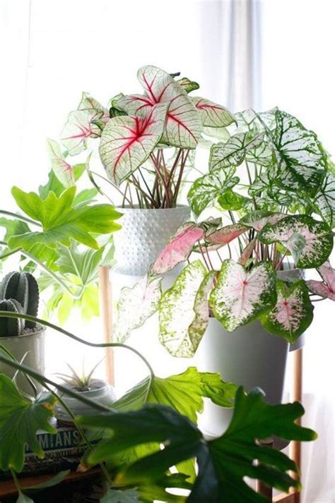 plantas para ter dentro de casa   plantas para sombra ...