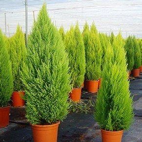 Plantas Pino Limon 50 Cm Aprox   $ 399,00 en Mercado Libre