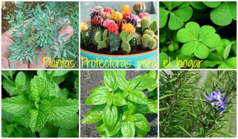 Plantas protectoras para el hogar | Chile