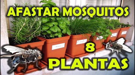 PLANTAS QUE AFASTAM MOSQUITOS | Afastar, Plantas, Mosquitos