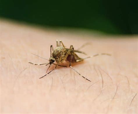 Plantas que ahuyentan a los mosquitos — Curiosidades