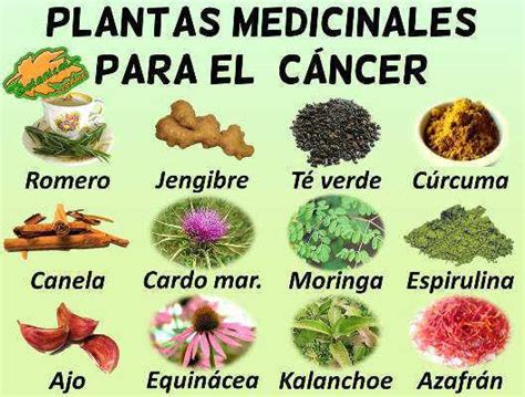 Plantas Que Curan El Cancer De Seno   CancerWalls