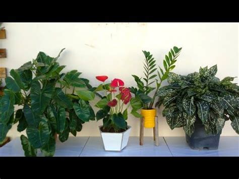 Plantas que gostam de Sombra   YouTube em 2020 | Plantas ...
