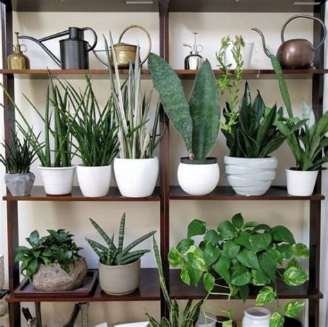 Plantas que limpian tu hogar, purifican el aire y liberan ...
