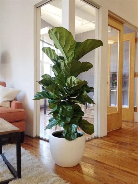 plantas que puedes tener dentro de tu casa  17    Curso de ...