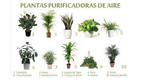 Plantas que purifican el aire de tu casa