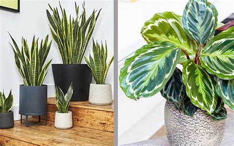 Plantas que refrescan y purifican el interior de tu hogar ...