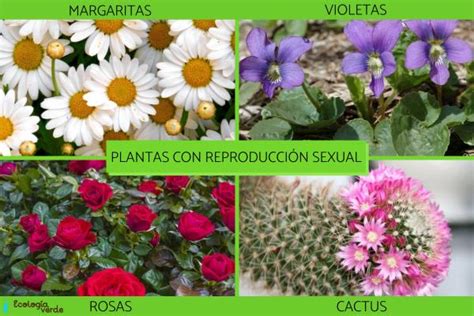 PLANTAS que se REPRODUCEN SEXUALMENTE   ¡Resumen con ejemplos!