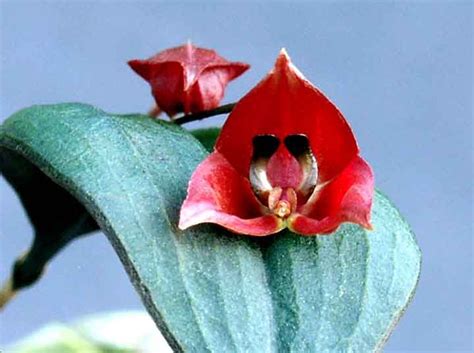 Plantas raras y flores curiosas | Orquídeas raras, Flores ...