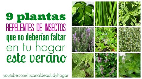 Plantas repelentes de insectos que deberías tener en tu ...