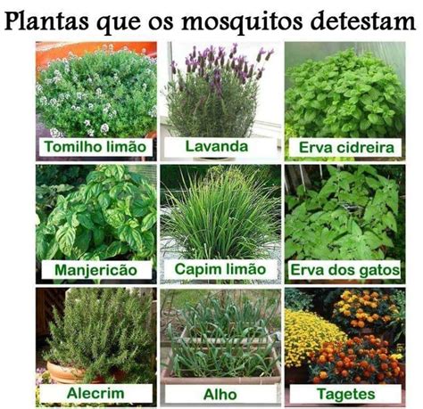 PLANTAS REPELENTES DE MOSQUITO | Hortas pequenas, Idéias ...