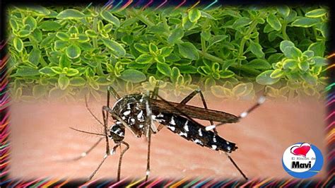 Plantas repelentes de mosquitos y otros insectos   YouTube