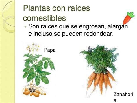 Plantas según su uso 3