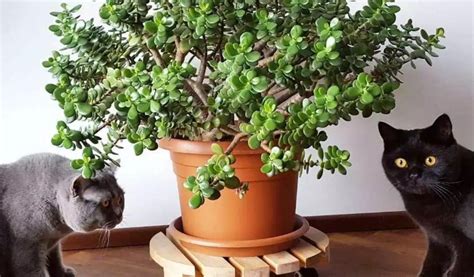 Plantas Seguras para Gatos  Decorativas, Medicinales y ...