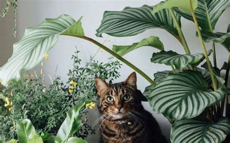 Plantas seguras para gatos: descubra quais espécies não ...