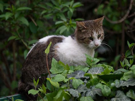 Plantas seguras para gatos   Explotaciones Jogamar SL