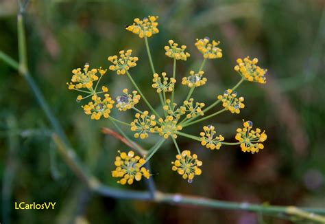 Plantas silvestres de Asturias: Hinojo, cenoyu ...