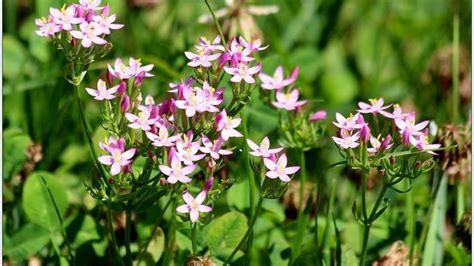 PLANTAS TERRESTRES: CARACTERÍSTICAS, TIPOS, Y MUCHO MÁS