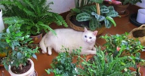 Plantas tóxicas para el gato ~ Revista Gatos