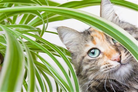 Plantas tóxicas para gatos   Saúde   Saúde animal, Pet ...
