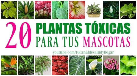 Plantas tóxicas para mascotas   YouTube | Plantas toxicas ...