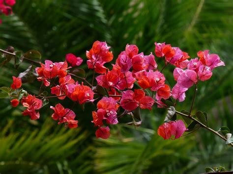Plantas Trepadoras Con Flor De Crecimiento Rapido   Compartir Flores