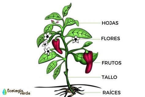 Plantas vasculares: qué son, características y ejemplos