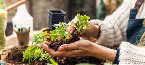 Plantas y alimentos medicinales que podemos cultivar en casa ...