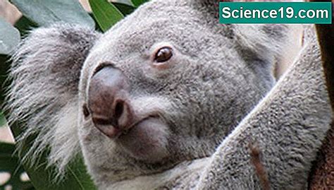 Plantas y animales que viven cerca del hábitat del koala  Portal ...