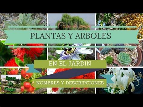 Plantas y arboles de jardín con nombres.   YouTube